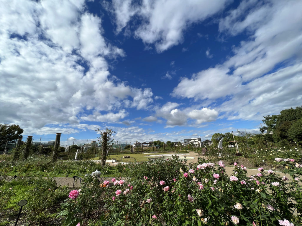 茨木で親子・子供（幼児）にオススメの公園  若園公園 バラ園