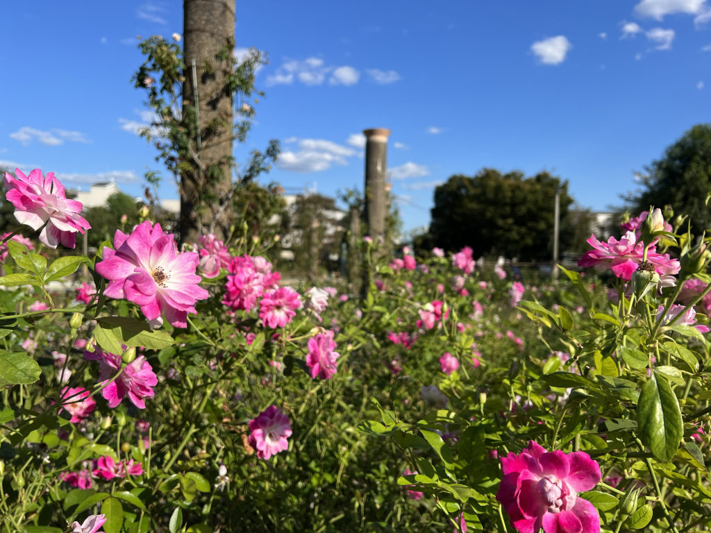茨木で親子・子供（幼児）にオススメの公園  若園公園 バラ園