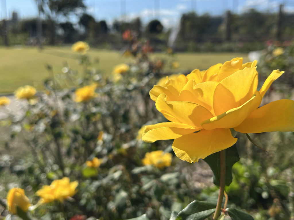 茨木で親子・子供（幼児）にオススメの公園  若園公園 バラ園
