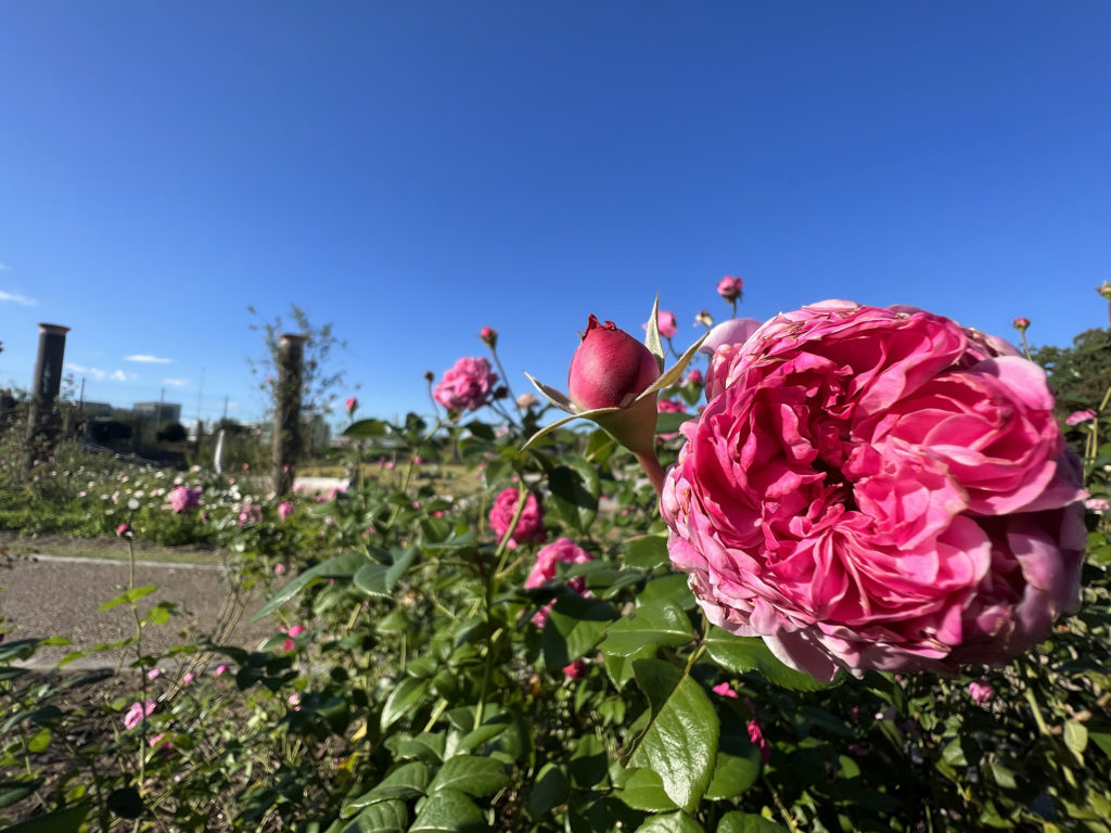 茨木で親子・子供（幼児）にオススメの公園  若園公園 バラ園